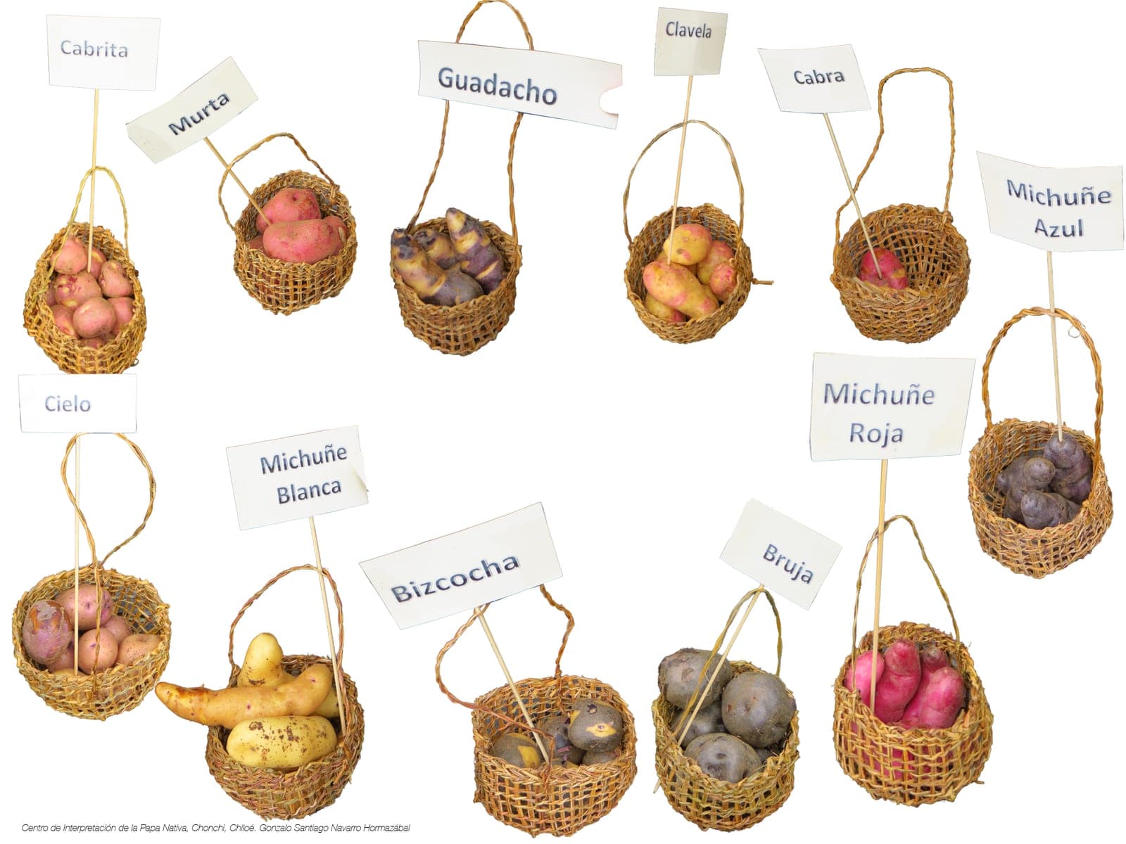 Canastos de mimbre con papas nativas de distintos colores, cada uno con una etiqueta: Michuñe azul, Guadacho, Cabra, Bruja, Bizcocha