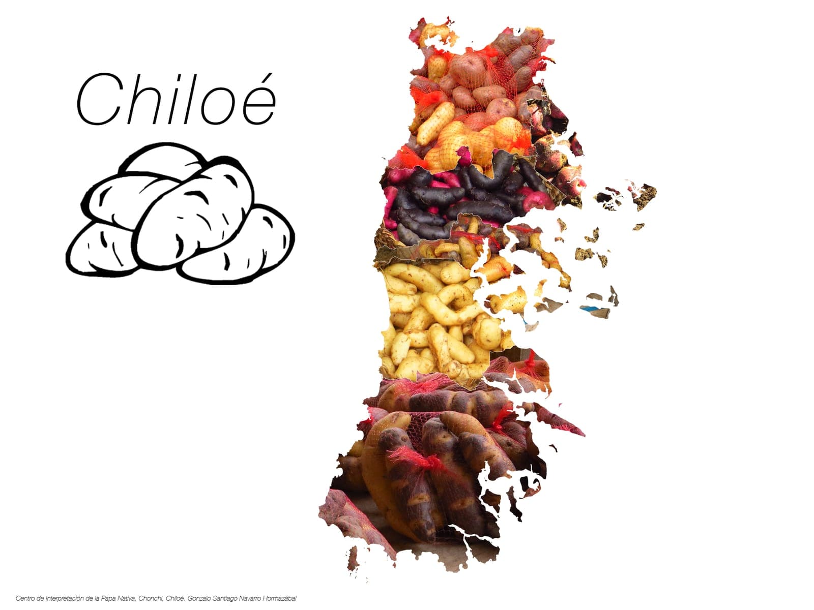 Silueta del archipiélago de Chiloé formada por papas nativas de distintos colores y formas