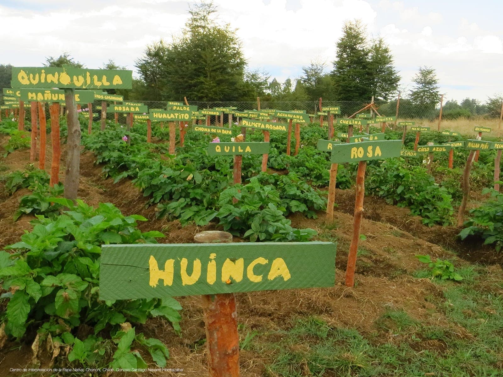 Huerto con hileras de papas nativas, cada surco identificado con un letrero de madera con el nombre de la variedad