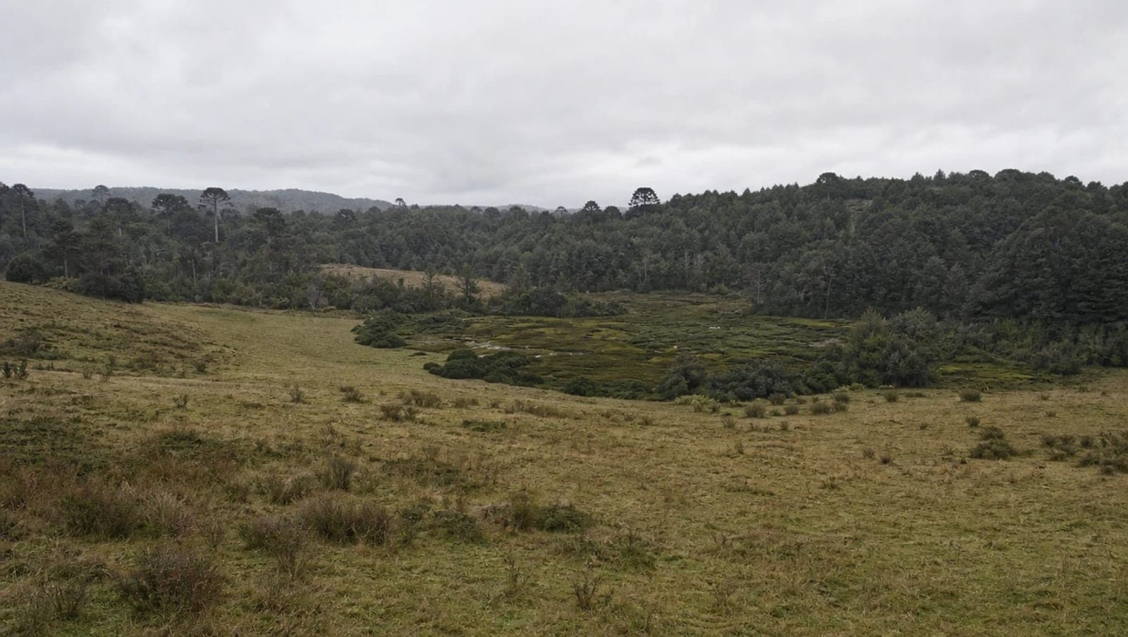 Terreno rural con pastizal en primer plano descendiendo hacia una zona húmeda de vegetación densa, con bosque nativo al fondo en un día nublado