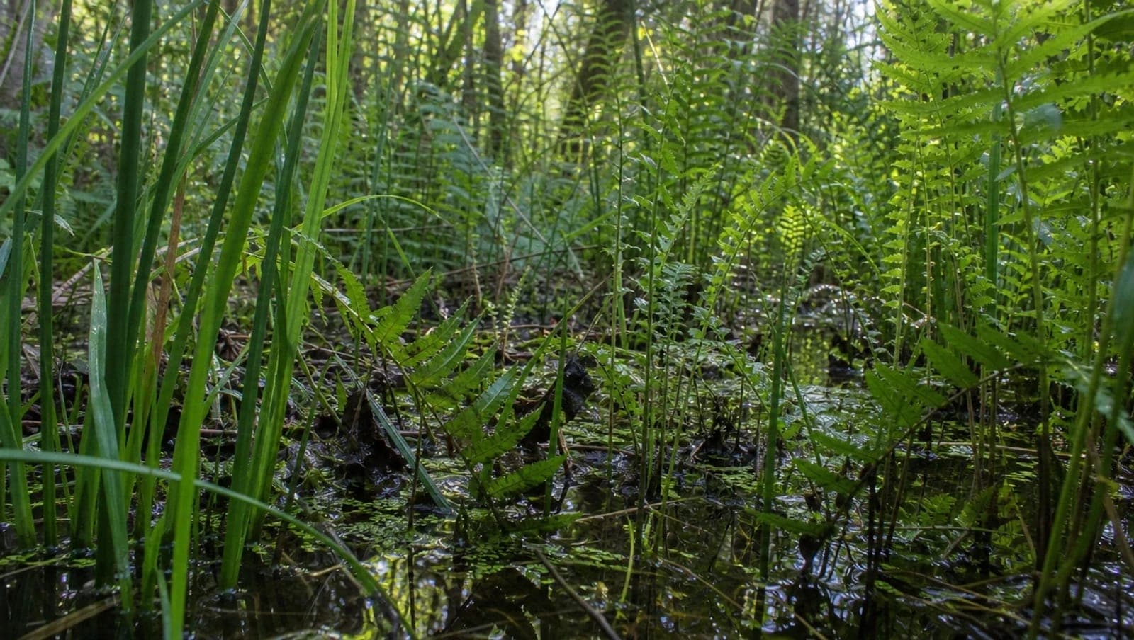 Juncos y helechos creciendo densamente sobre agua estancada, con la vegetación reflejada en la superficie